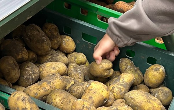Что подешевело в Новороссийске за неделю: картофель, яйца, масло — цены на продукты
