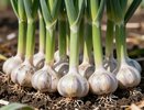 Не травите химией: 3 народных способа обеззаразить чеснок перед посадкой