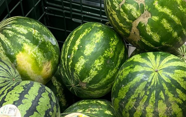 Первые местные арбузы появятся на Кубани в начале июня