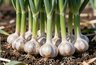 Ошибка 90% дачников: почему вы срезаете первые перья чеснока и губите урожай на корню