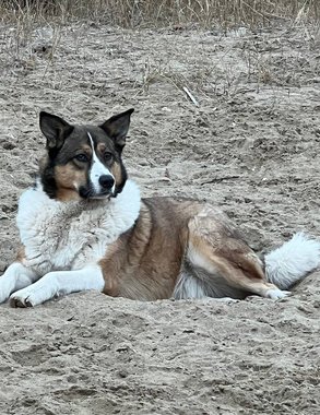 В Сочи стая бродячих собак набросилась на школьницу во дворе жилого комплекса