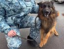 Бездомный пёс прибился к отделу полиции и получил работу: история Мухтара из Новокубанского района