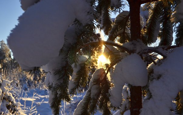 Климатолог подвел итоги зимы в Новороссийске: тепло, влажно и без сюрпризов для пальм