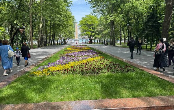 Как посадить дерево в Новороссийске: стартовала акция «Укоренись в городе» — где получить совет и как отследить результат