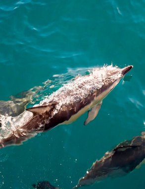 Более 130 дельфинов погибли на побережье Кубани с начала весны