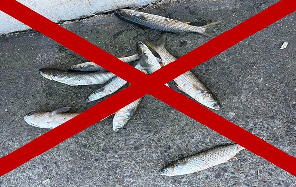 В портах Новороссийска до конца апреля ввели полный запрет на вылов кефали