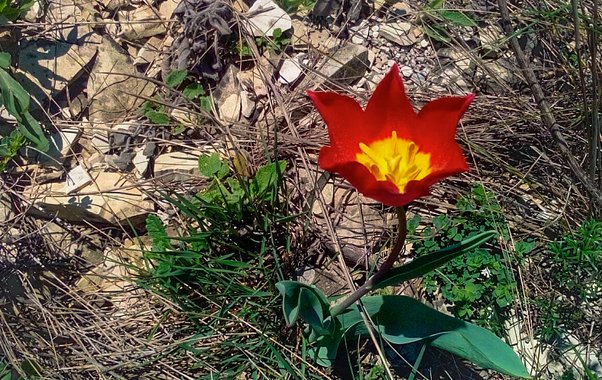 Экологи бьют тревогу: на Кубани зацвели краснокнижные первоцветы, за их сбор грозит уголовная статья