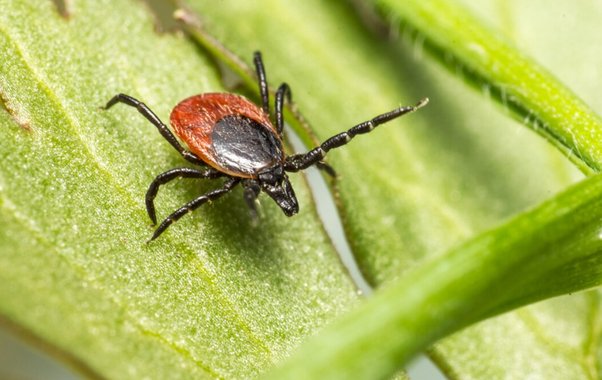 От укуса до боррелиоза: полная таблица опасности клещей на Кубани и защита, о которой молчат