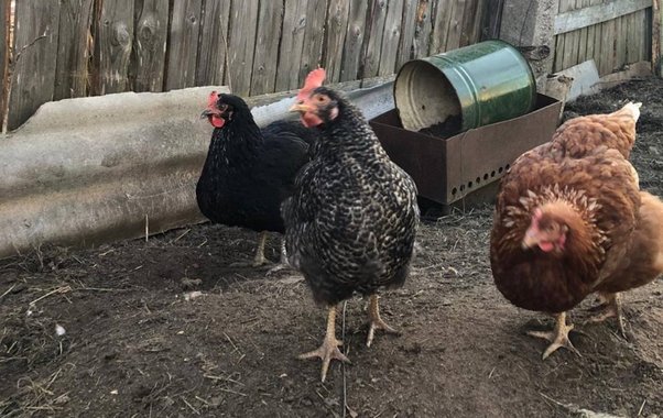 Курятники под запретом: принято новое решение для всех россиян, которые держат кур — штрафы до 20 тысяч