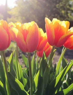 Геленджик меняет тюльпаны на лето: на клумбах высадят более 250 тысяч цветов