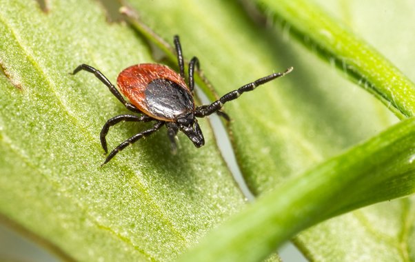 В Краснодарском крае от укусов клещей пострадали 470 человек с начала года, почти половина — дети