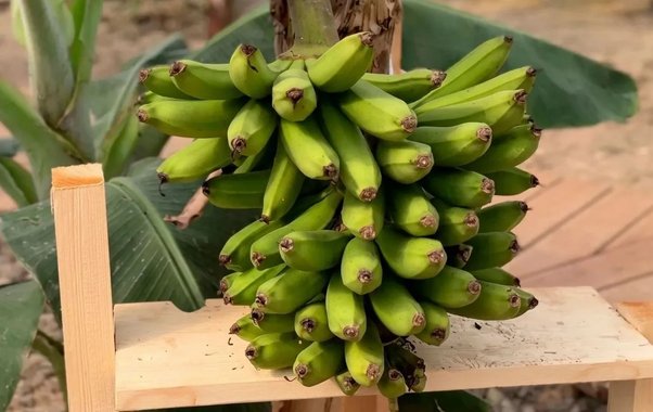 В Сочи вырастили первый урожай российских бананов, летом их проверят ученые Курчатовского института