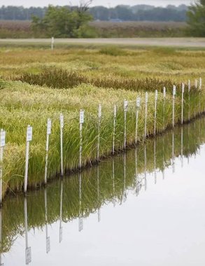 На Кубани стартовал сев риса: под культуру отведено около 100 тысяч гектаров