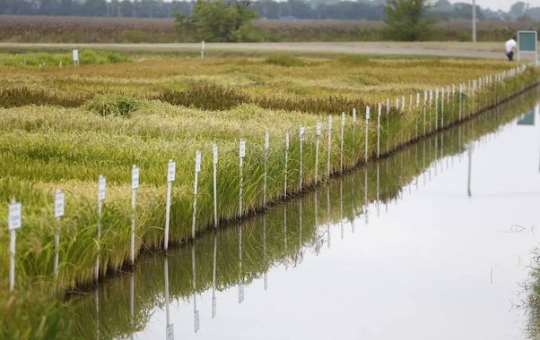 На Кубани стартовал сев риса: под культуру отведено около 100 тысяч гектаров