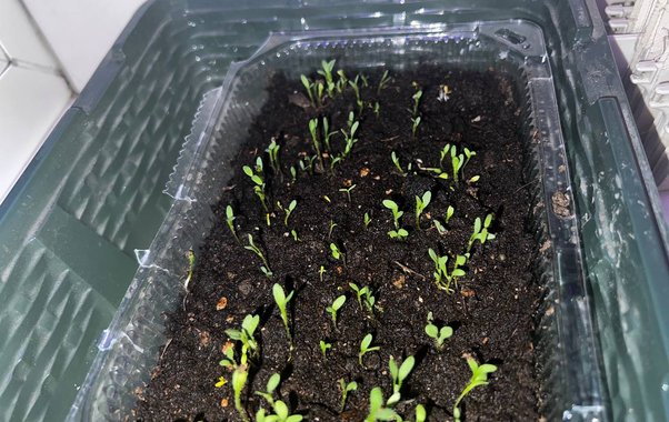 Морковь без лишних хлопот: 2 проверенных метода посадки — бороздки и лотки