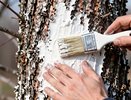 Мы все белим деревья неправильно: биолог объяснил, почему весенняя побелка — это декор, а не защита