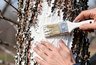 Мы все белим деревья неправильно: биолог объяснил, почему весенняя побелка — это декор, а не защита