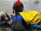 В Черном море зафиксирована массовая гибель дельфинов с тяжелой интоксикацией из-за разлива нефтепродуктов