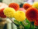 Георгины будут цвести как бешеные: что кинуть в лунку при посадке