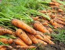 Морковь будет сахарной: один майский приём — и корнеплоды тают во рту — рассказываем секрет