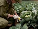 Кочаны будут тугими и сладкими: 7 обязательных приёмов от посадки до сбора урожая