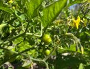 Низкорослые томаты: сколько стеблей оставлять, чтобы не перегрузить куст и получить крупные плоды