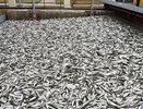 Азовская сельдь под научным присмотром: сколько тонн вылавливают в год и чем она полезна