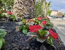На набережной реки Псезуапсе в Сочи высаживают кустарники и цветы
