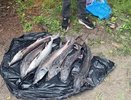 В Анапе задержали приезжего с семью осетрами: ему грозит до 6 лет тюрьмы