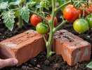 Простой лайфхак с кирпичами — томаты не трескаются и не сбрасывают завязи