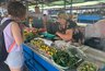 По дороге на море можно будет купить свежие овощи и фрукты: летом на Кубани откроют больше 200 придорожных ярмарок