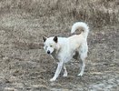 С 1 июня в Краснодаре начнут отлавливать бездомных собак — список районов