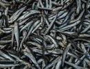 Росрыболовство: вылов хамсы, шпрота и тюльки в Черном и Азовском морях достиг 33,5 тыс. тонн в 2025 году