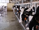 В Каневском районе построили ферму на две тысячи коров за 3,5 миллиарда — по соглашению с ПМЭФ