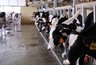 В Каневском районе построили ферму на две тысячи коров за 3,5 миллиарда — по соглашению с ПМЭФ
