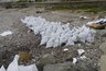 В Туапсе собрано 17 тысяч кубометров мазута и загрязнённого грунта — работы продолжаются