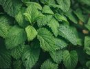 Это уникальное растение успокоит лучше мяты и заменит лимон: котовник кошачий против стресса и гастрита