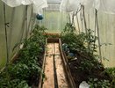 Откуда в теплице столько белокрылки: три ошибки, которые мы совершаем