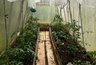 Откуда в теплице столько белокрылки: три ошибки, которые мы совершаем