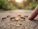 Муравьи на даче: 3 способа, которые реально работают без ядов