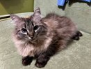 Кого на самом деле любят кошки: учёные раскрыли секрет (спойлер: дело не в еде)