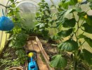Чем кормить огурцы в июле, чтобы они плодоносили до осени: схема и рецепты