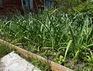 Рвёте зелень с грядки — репка будет с ноготь: почему лук мельчает и как это исправить