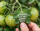 Ошибка, из-за которой я терял по 3 кг томатов с куста: два правила из старой методички
