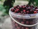 Остановка сердца от черешни: врачи предупредили о смертельной опасности