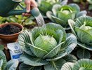 Чем покормить капусту в конце июня, чтобы кочаны были — хоть на выставку