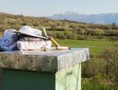 Кубань теряет пчел: ученые бьют тревогу из-за массовой гибели насекомых