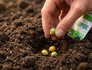 Когда сажать горох в июне 2026: лучшие дни по лунному календарю