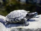 Куда сходить с детьми на Кубани: новый павильон с черепахами и птицами откроют под Новороссийском