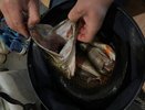 Роспотребнадзор назвал сроки заморозки рыбы для уничтожения паразитов: сколько держать в морозилке